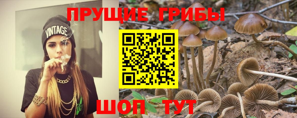 Галлюциногенные грибы Psilocybe Осинники